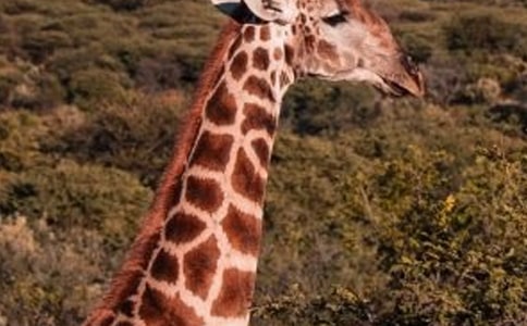 �L�i¹��ò����