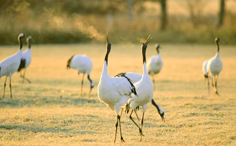 �����ĵ���Q�̌W��˼