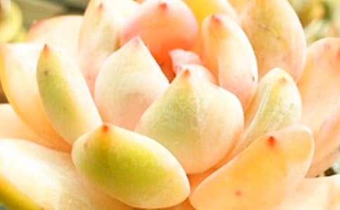 �����Ķ������꼉����