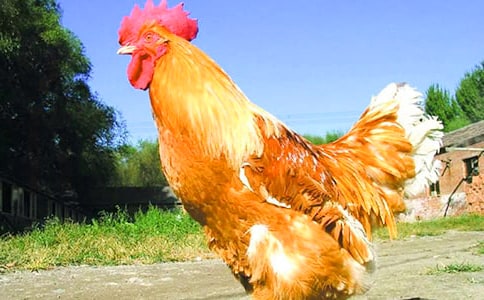 �茑���u������450�֣�ͨ��35ƪ��