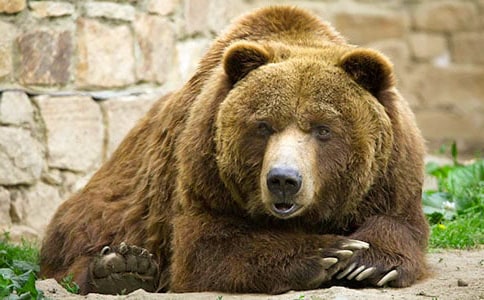 送大狗熊三年級作文范文