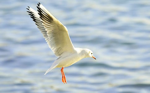 ���t������300��31ƪ