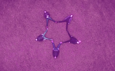 ���Ѽ��Z���\