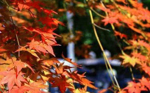 ��ɽ�ļt�~���ģ�ͨ��20ƪ��