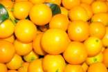描寫金桔果的優美句子