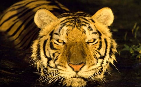 ���ϻ���ʲô��˼�����ϻ��ж�����