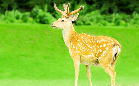 梅花鹿