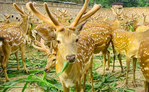 ÷��¹��С��������