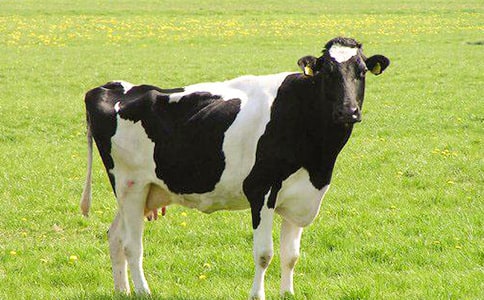 ��ţ�I�u��ͬ