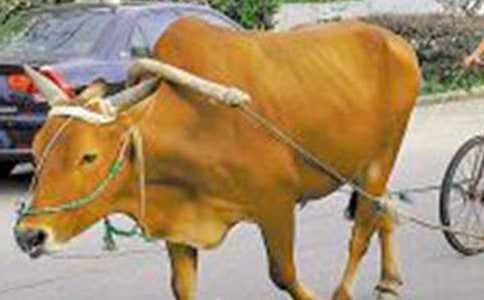 牛車網的女教主創業故事