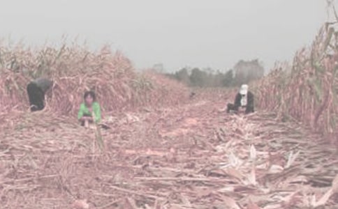 第一次干農活作文4篇