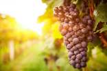 葡萄廣告語15篇