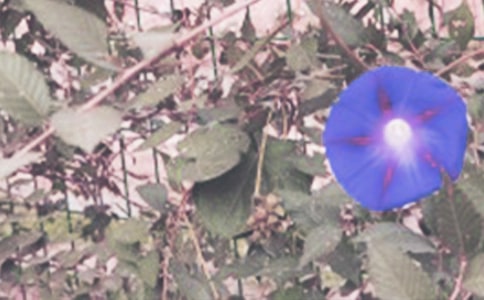 觀察牽牛花作文28篇