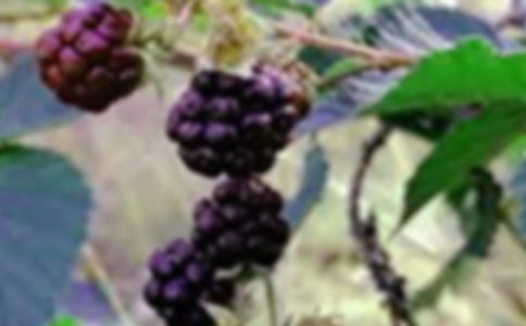 摘桑果小學作文400字