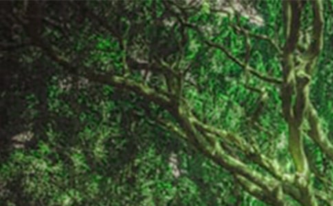 ����ɭ�ַ�������淶�ģ����x14ƪ��