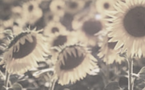 神奇的太陽花女孩讀后感范文400字(通用9篇)