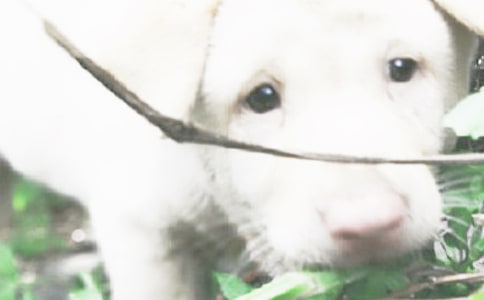 �����]��С������ӛ��������ƪ