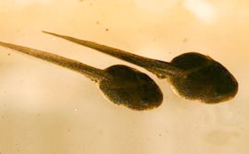 С����ҋ�����ͯԢ�Թ��£�ͨ��12ƪ��