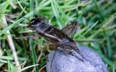 【精】蟋蟀的作文300字