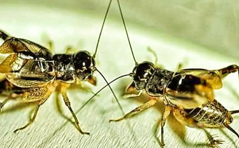 �����l��-��һ�m���Č�����