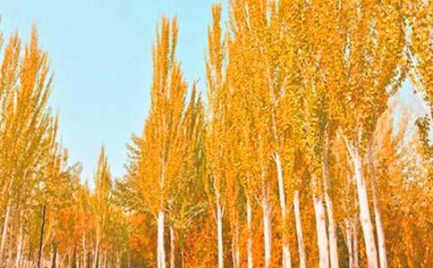 �P�ڰח������İ�ƪ