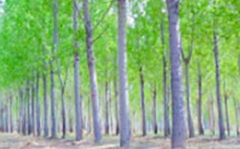 �P�ڰח������300��