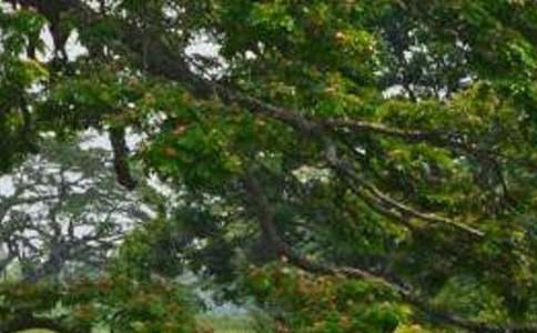 �ח��ľ���800������