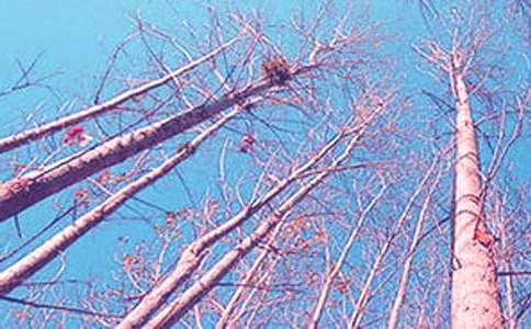 白楊樹的作文范文