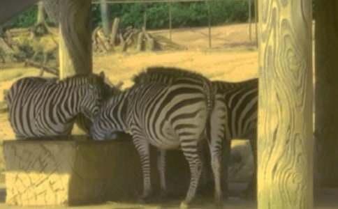 �Ժ��İ��R����