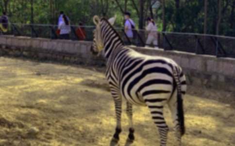 �P�ڶY׌���R������