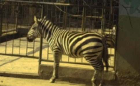 ���Y׌���R������