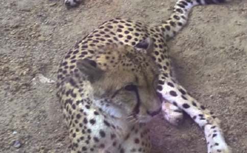 豹子和巨蟒的哲理故事