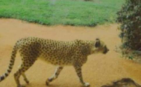 關于豹子作文500字21篇