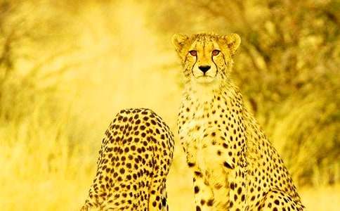 【精華】豹子作文500字3篇