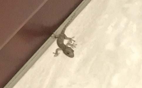 描寫壁虎的作文