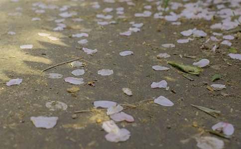 ̫ꖡ���������