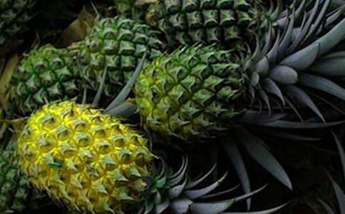 菠蘿種植記敘事作文