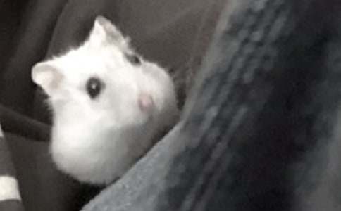 �ɐ۵�С�}��������500��