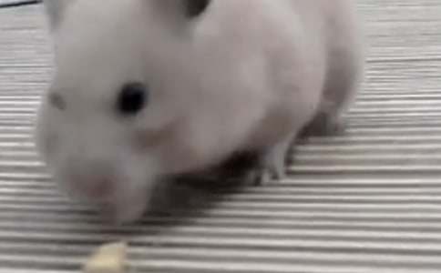 �ҵ�С�}����ɑzС�W������