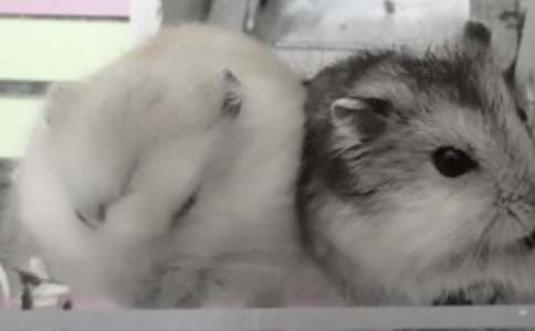 倉鼠引發的家庭風波作文