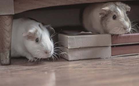 �ɐ۵Ă}������500��