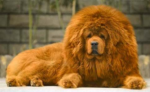 藏獒多吉的觀后感范文(通用15篇)