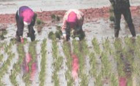 學插秧作文800字