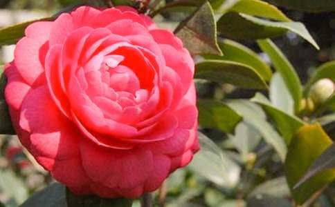 �����A���軨����300��3ƪ