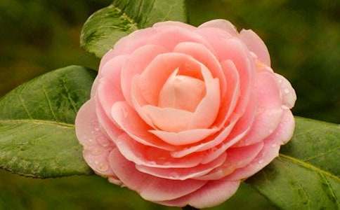 《山茶花》教案