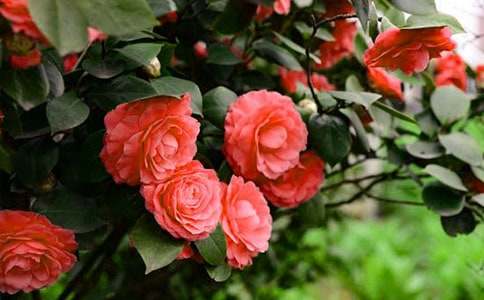 ��ɽ�軨��Ԓ�}����