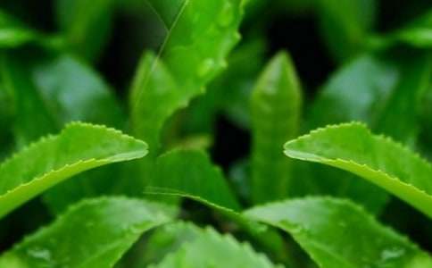 �^����~����(�R��7ƪ)