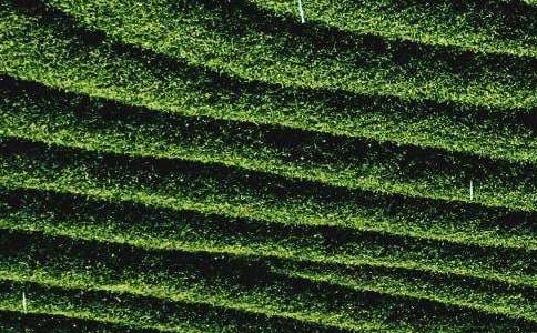 螞蟻學煮茶葉蛋的作文700字