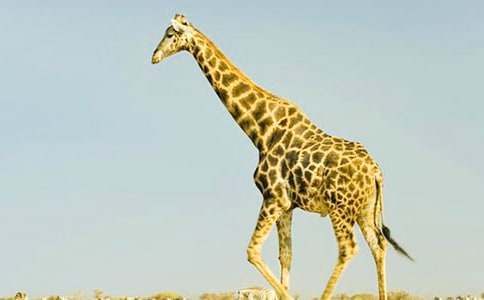 �P���L�i¹�I����������600������