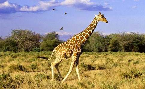 ͯԒ���£��L�i¹��ɽ��